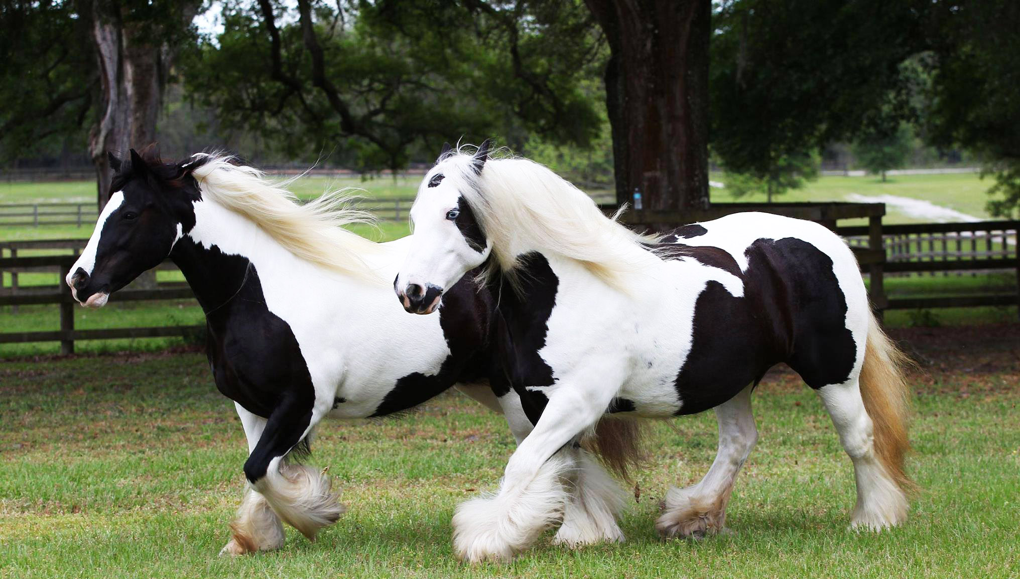 Gypsy Vanners @WR Ranch, Florida